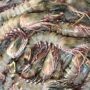 PRAWNS - Image 2