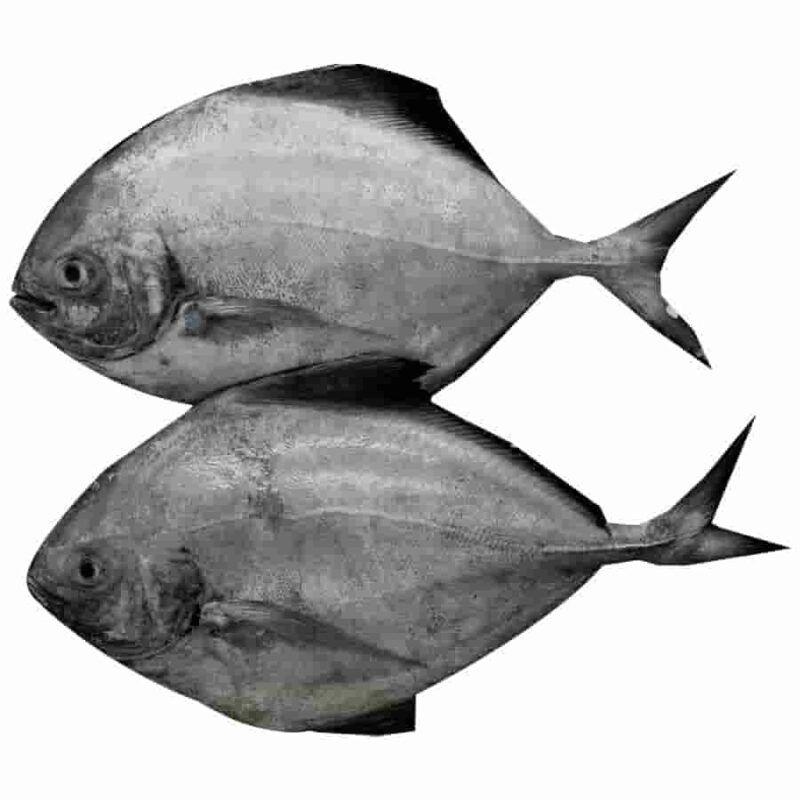 Black Pomfret - Image 2