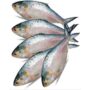 Hilsa Small