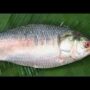 Hilsa Small - Image 2