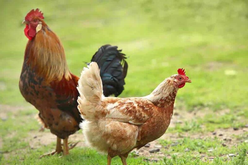 Chicken Cockerel